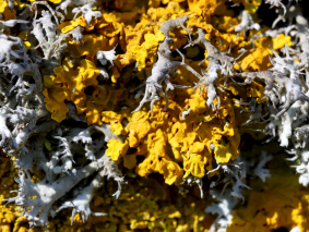 Lichens